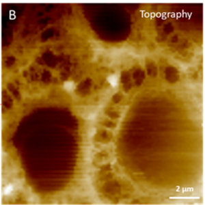 Jonctions cellule-cellule